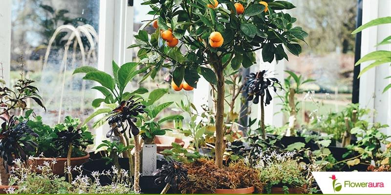 Fruity Goodness: The Top 10 Must-Have Fruit Plants for Your Garden